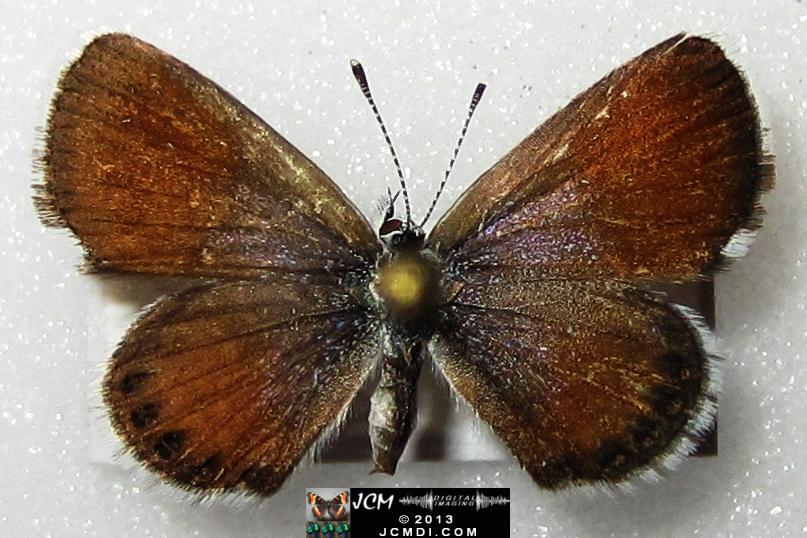 Brephidium exile (Western Pigmy Blue) images